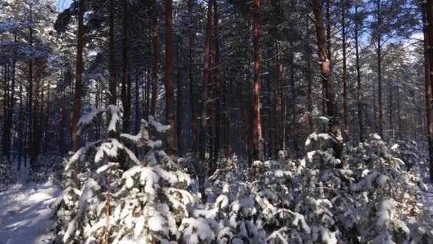 Mroźny Słoneczny Zimowy Krajobraz Śnieżnym Lesie Sosnowym Spadający Śnieg Między — Wideo stockowe