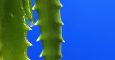 Meyve suyu ile Alora vera yaprağı, mavi arkaplandan jel damlaları, organik kozmetik için doğal tıbbi bitki, alternatif ilaç, bir damla aloe vera.