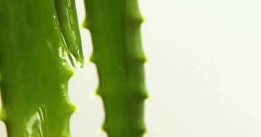 Meyve suyu ile Alora vera yaprağı, beyaz arka plandaki kökten jel damlaları, organik kozmetik için doğal tıbbi bitki, alternatif ilaç, bir damla aloe vera.