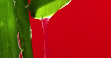 Meyve suyu ile Alora vera yaprağı, kırmızı arkaplandaki kökten jel damlaları, organik kozmetik için doğal tıbbi bitki, alternatif ilaç, bir damla aloe vera.