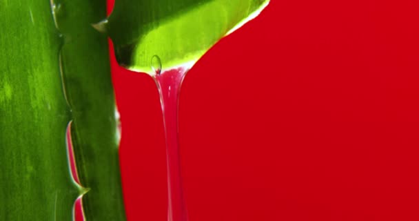 ジュースとアロラベラの葉 赤い背景の茎からゲル滴 有機化粧品のための自然医学植物 代替医療 アロラベラのドロップ — ストック動画