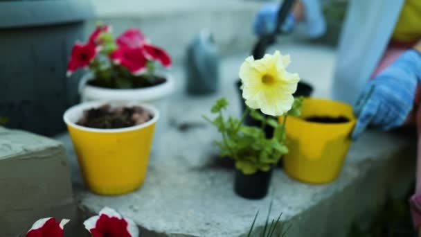 Vrouw Het Planten Van Petunia Surfinia Bloemen Pot Tuinieren Concept — Stockvideo