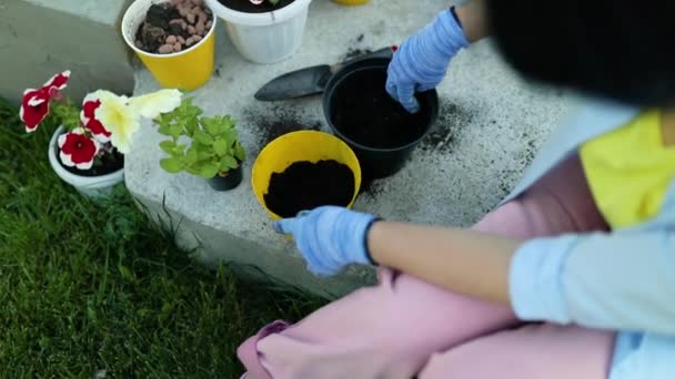 Vrouw Het Planten Van Petunia Surfinia Bloemen Pot Tuinieren Concept — Stockvideo