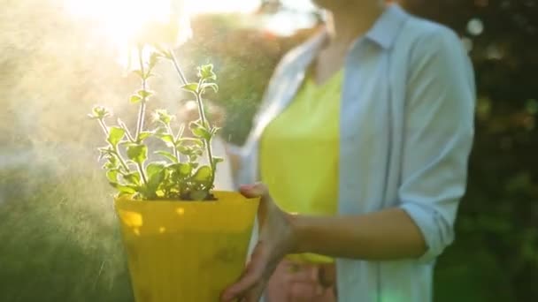 Vrouw Hand Houden Een Pot Petunia Surfinia Bloemen Sproeien Water — Stockvideo