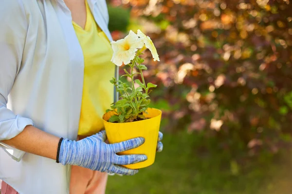 Mujer Tiene Las Manos Una Maceta Flores Petunia Surfinia Mujer —  Fotos de Stock