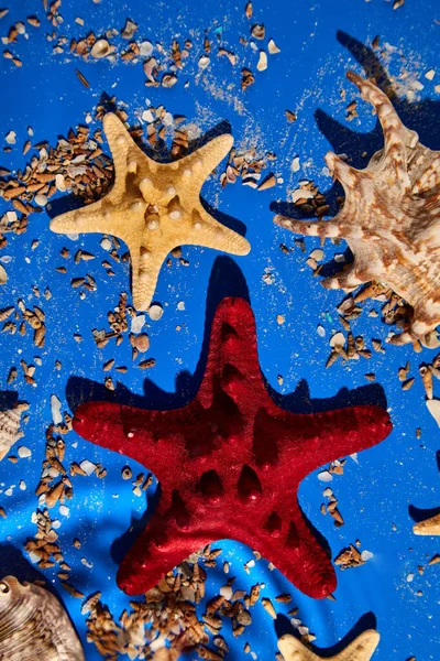 Flat Lay Background Starfish Seashells Blue Water Texture Sunlight Summer — Stock Photo, Image
