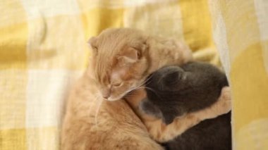 Evde birlikte oynayan iki sevimli kısa saçlı kedicik. İskoç kısa hava hayvanları.