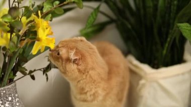 Zencefilli ev kedisi yeşil yaprakların ve evcil bitkilerin çiçeklerinin yanında oturur, kedi ve bitkiler, İskoç kısa hava hayvanı.