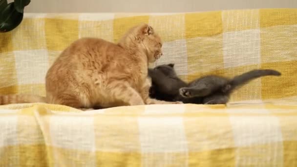 Két Cuki Rövid Hajú Cica Macska Játszik Együtt Otthon Skót — Stock videók