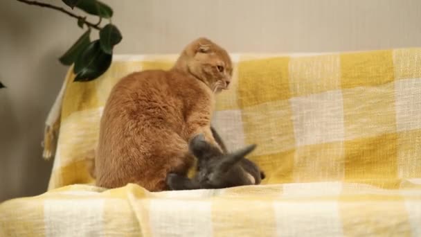 Twee Schattige Korte Haar Kitty Kat Spelen Samen Thuis Schotse — Stockvideo