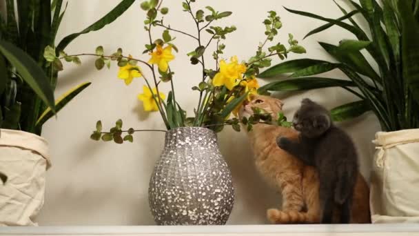 Sevimli Kısa Saçlı Kedi Kedi Evde Yeşil Yapraklar Çiçeklerle Birlikte — Stok video
