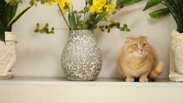 Ingwer Hauskatze Sitzen Der Nähe Von Grünen Blättern Und Wlowers — Stockvideo