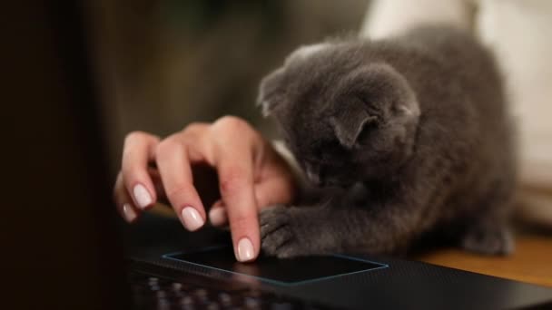 認識できない手女性は快適なスタイルは ノートパソコンを入力し 黒のノートブックで作業していると子猫がテーブルの上で遊んでいる着用 自宅からの仕事 フリーランス — ストック動画