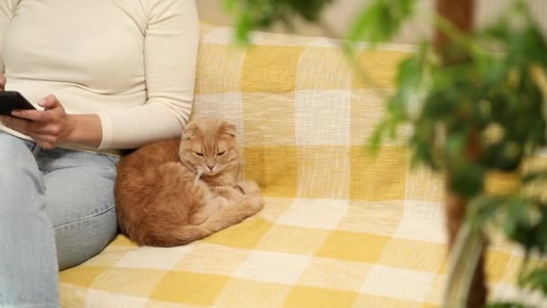 Irriconoscibile Giovane Donna Con Simpatico Gatto Scozzese Rossiccio Casa Sul — Video Stock