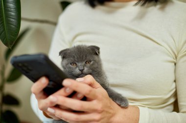 İskoç kedili kadın kanepede telefonla konuşuyor, akıllı telefon kullanarak sohbet ediyor, mesaj yazıyor, evcil hayvan ve sahip iletişimi, insan ve hayvan dostluğu.