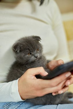 İskoç kedili kadın kanepede telefonla konuşuyor, akıllı telefon kullanarak sohbet ediyor, mesaj yazıyor, evcil hayvan ve sahip iletişimi, insan ve hayvan dostluğu.