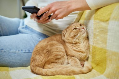 Kanepede İskoç kedisi olan bir kadın telefon kullanıyor, akıllı telefon uygulamalarını tarıyor, evcil hayvan ve sahip iletişimi, insan ve hayvan dostluğu.