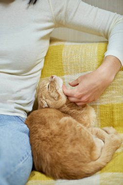 Kanepede sevimli kızıl bir İskoç kedisi olan tanınmayan genç bir kadın, evcil kedisi, aşk evcil hayvanı..