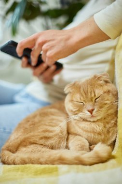 Kanepede İskoç kedisi olan bir kadın telefon kullanıyor, akıllı telefon uygulamalarını tarıyor, evcil hayvan ve sahip iletişimi, insan ve hayvan dostluğu.