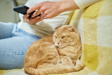 Kanepede İskoç kedisi olan bir kadın telefon kullanıyor, akıllı telefon uygulamalarını tarıyor, evcil hayvan ve sahip iletişimi, insan ve hayvan dostluğu.
