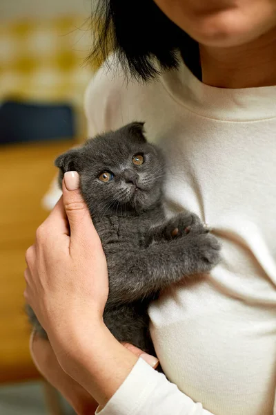 Woman Hold Hand Cute Gray Kitten Female Hugging Her Cute — Fotografie, imagine de stoc