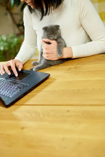 Unrecognizable Hand Woman Searching Vet Website Laptop Register Cat Kitty — Φωτογραφία Αρχείου