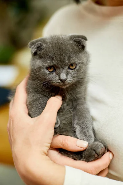 Woman Hold Hand Cute Gray Kitten Female Hugging Her Cute — Stock Photo, Image