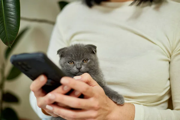 Woman with scottish kitten on the sofa with phone, chatting using smartphone, types message, pet and owner communication, human and animal friendship.