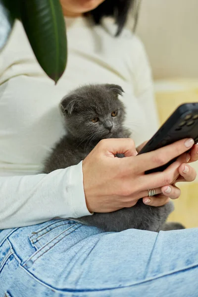 İskoç kedili kadın kanepede telefonla konuşuyor, akıllı telefon kullanarak sohbet ediyor, mesaj yazıyor, evcil hayvan ve sahip iletişimi, insan ve hayvan dostluğu.