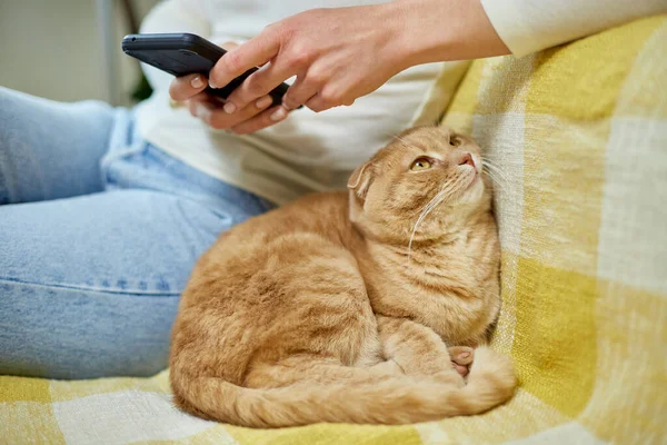Woman with scottish cat on the sofa using phone, browsing smartphone apps, pet and owner communication, human and animal friendship.