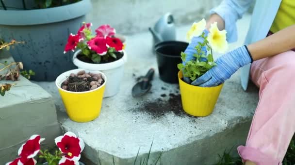 种植超细花花盆的妇女 家庭后院的园艺概念 夏季或春季花园的园艺师 — 图库视频影像