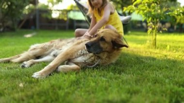 Şirin kız ve yaşlı köpek parkta çimlerin üzerinde yaz gününün tadını çıkarıyorlar. Çocuk ve hayvanlar evlerinin arka bahçesinde mutlular. Aşk hayvanları.