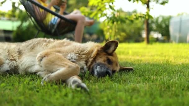 芝生の上に寝そべっている犬 公園の屋外で携帯電話でゲームをプレイかわいい子供の女の子 自宅の庭でスマートフォンを使用して子供 愛のペット 夏の日 — ストック動画