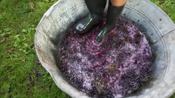 Trituración Prensado Uvas Maduras Por Ajuste Botas Uvas Prensadas Para — Vídeo de stock