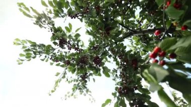 Kırmızı kiraz meyvelerini, yeşil yaprakların arka planındaki bir yaz bahçesinde bir dal dalına çiğ damlalarıyla kapatın. Organik tarım.