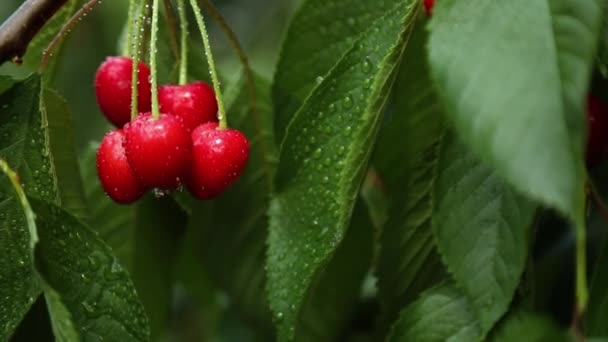 Kırmızı Kiraz Meyvelerini Yeşil Yaprakların Arka Planındaki Bir Yaz Bahçesinde — Stok video