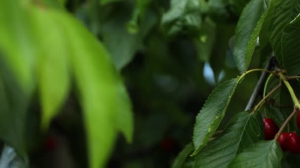 Kırmızı Kiraz Meyvelerini Yeşil Yaprakların Arka Planındaki Bir Yaz Bahçesinde — Stok video