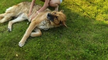 Şirin kız ve yaşlı köpek parkta çimlerin üzerinde yaz gününün tadını çıkarıyorlar. Çocuk ve hayvanlar evlerinin arka bahçesinde mutlular. Aşk hayvanları.