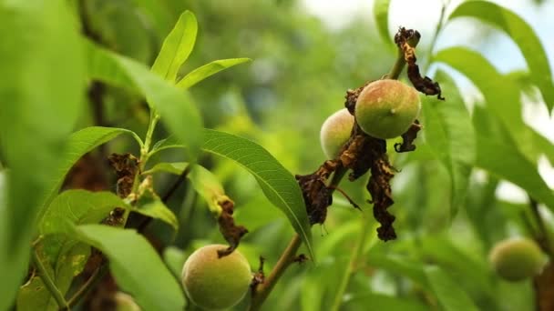 Beschädigte Pfirsichblattkrankheit Taphrina Deformans Zweig Eines Pfirsichbaums Mit Blattwalze Verursacht — Stockvideo