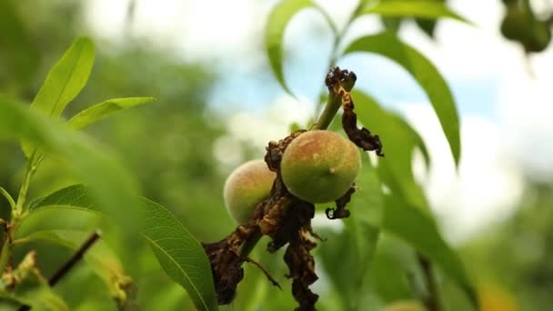 損傷した葉桃病タフリナ変形 真菌によって引き起こされる葉カールを持つ桃の木の枝 — ストック動画