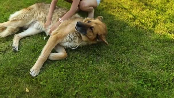 Şirin Kız Yaşlı Köpek Parkta Çimlerin Üzerinde Yaz Gününün Tadını — Stok video