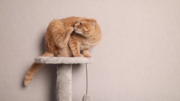生姜猫坐在客厅里挠痒痒 身上都是跳蚤 宠物的概念和它们的照料 跳蚤寄生的问题 — 图库视频影像