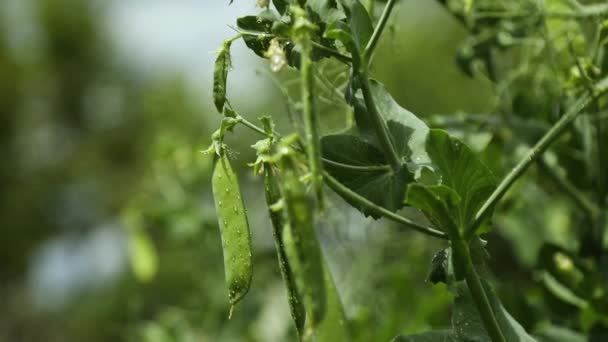 Green Peas Vegetable Garden Agricultural Field Ripe Peas Organic Food — Stock video