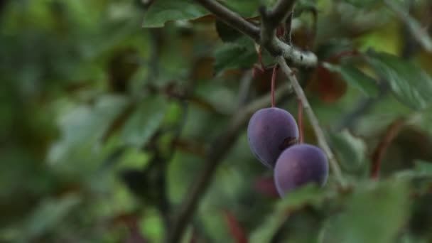 Branch Ripe Organic Plums Garden Sunny Day Plums Tree Branch — Stock videók