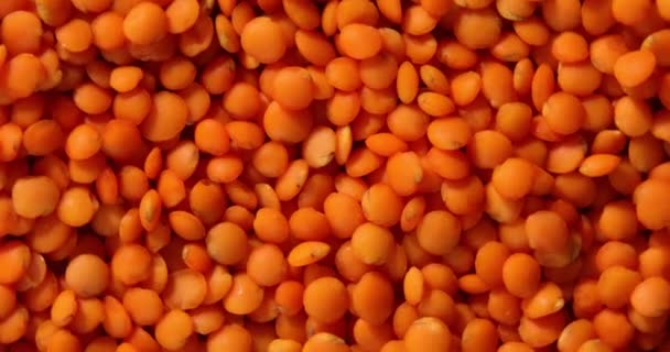 Rotation Rote Linsen Textur Hintergrund Trockene Orange Linsenkörner Muster Dal — Stockvideo