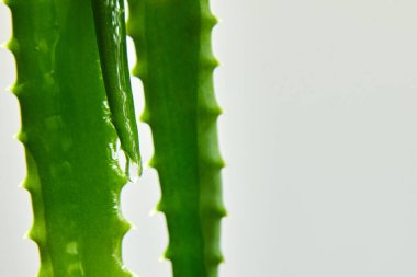 Alora vera leaf with juice, gel runs of on white background, natural medical plant for organic cosmetics, alternative medicine, copy space.