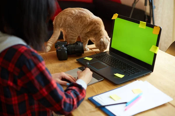 Creative female photographer with cute cat, using graphic drawing tablet and stylus pen, working at desk and retouch photo on tablet computer, Retoucher workplace in photo studio Home office with pet