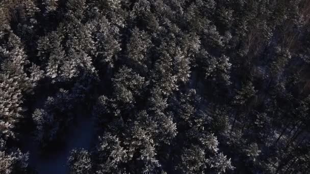 Морозний Сонячний Зимовий Пейзаж Засніженому Сосновому Лісі Падає Сніг Між — стокове відео