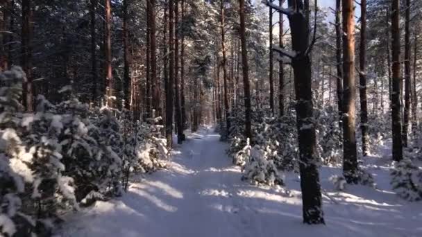 Ijzig Zonnig Winterlandschap Besneeuwd Dennenbos Vallende Sneeuw Tussen Dennenbomen — Stockvideo