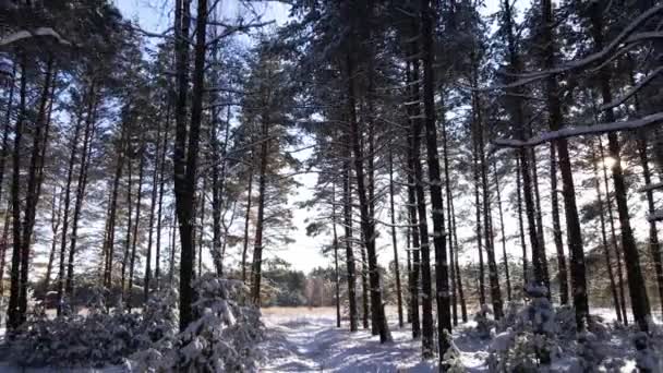 雪の松林の中の霜晴れ冬の風景 松の木の間の雪 — ストック動画